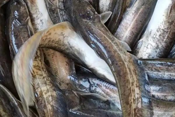 放養大口鯰魚應做準備