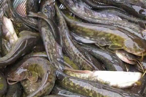 養殖大口鯰魚的環境要求