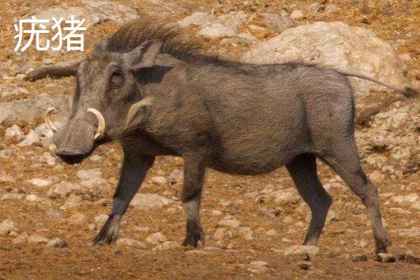 野豬和疣豬區別有哪些