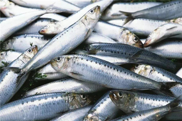 海水魚養殖主要種類