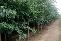 流蘇樹是什么樹、幾年開花 流蘇樹的寓意和象征