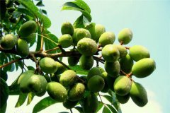 油橄欖種植需要什么氣候條件 油橄欖的生態習性