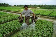 施用沖施肥的優點，怎樣沖施肥料不浪費？