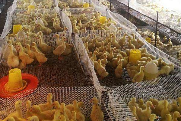 鵝苗養殖注意哪些事項