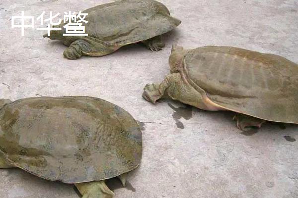 山瑞和甲魚有什么區別