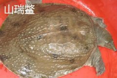 山瑞鱉是國家保護動物嗎 山瑞和甲魚有什么區別