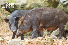野豬一般幾點出來活動，野豬和疣豬哪個更厲害
