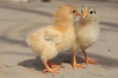 小雞一天吃多少飼料，小雞總叫是怎么回事