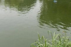 魚塘水變綠是怎么回事、怎么處理 對魚有影響嗎