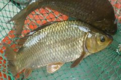 魚類怎樣繁殖下一代，魚類繁殖方式有哪幾種
