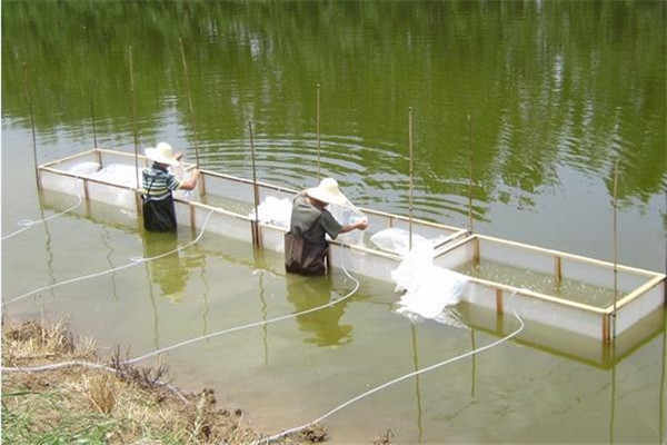 黃顙魚的飼養管理要點