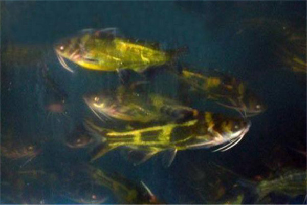 黃顙魚對養殖水體的要求