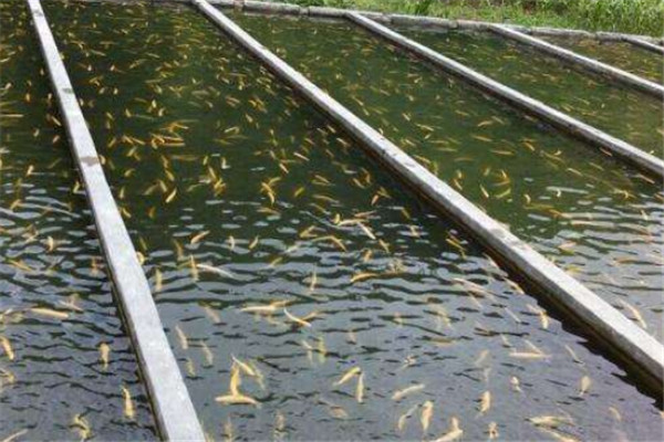 黃顙魚放養相關指標