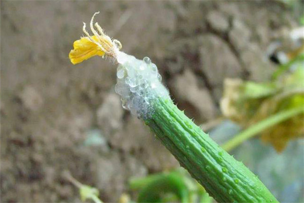 黃瓜菌核病農業防治