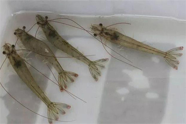 對蝦的性腺發育過程是怎樣的
