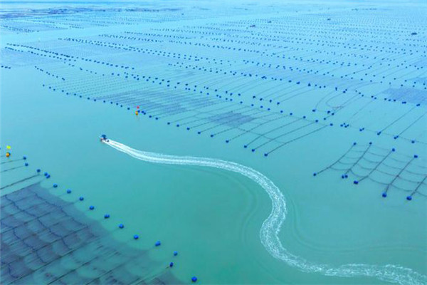 海上網箱養殖