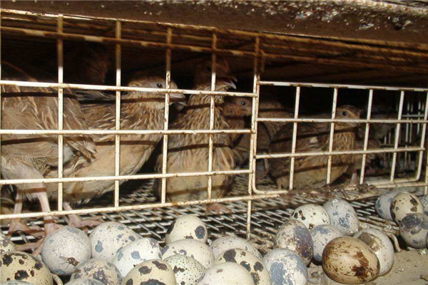 怎樣讓鵪鶉冬季不歇產，飼養管理要采取的措施