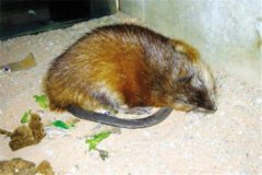 飼養麝鼠需要哪些設備