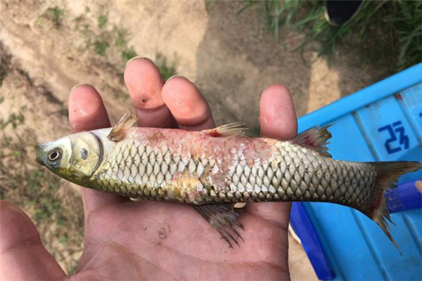 草魚肝膽病發病原因