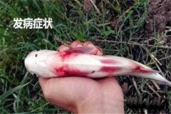 草魚出血病怎么治療，有哪些癥狀？