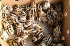 鵪鶉育雛技術要點：育雛濕度、溫度與密度要求