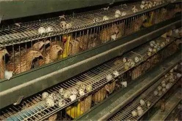 飼養管理產蛋期鵪鶉的方法