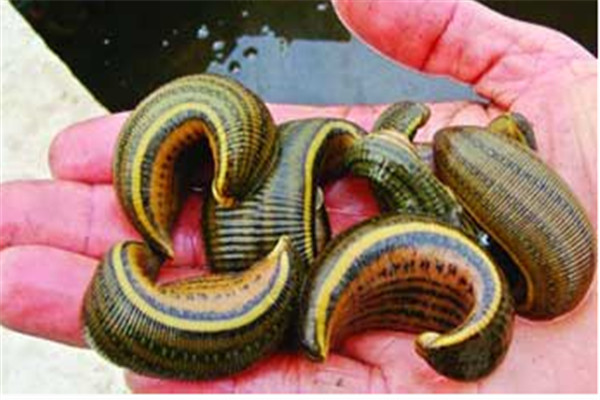 水蛭的生物學特性、繁殖特性