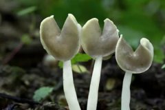 食用菌種類有哪些？常見食用菌種類簡介