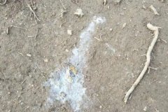 雞拉稀是什么原因引起的，雞拉稀用什么藥治療