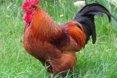 公雞打鳴的原因是什么，怎么制止公雞打鳴