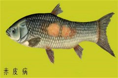 養殖魚類怎樣防治赤皮??？如何預防？