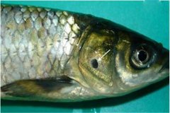 養魚怎樣防治細菌性爛鰓??？