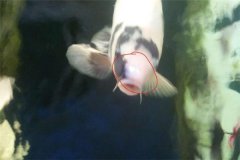 魚池如何防治白頭白嘴??？怎樣預防？