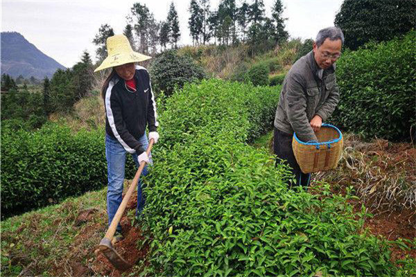 幼齡茶樹的除草、松土
