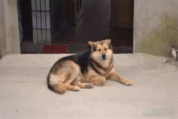 中國人的養狗歷史