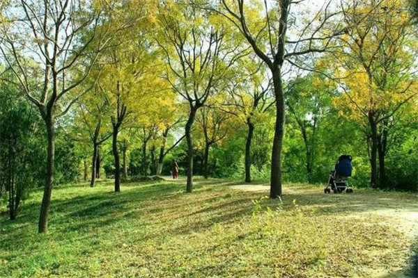 防護林的結構、高度要求