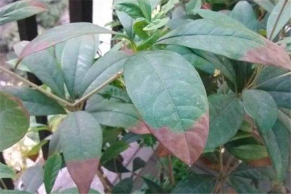 桂花枯斑病的癥狀表現