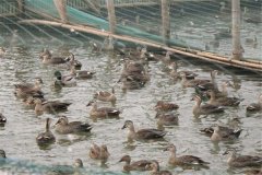 野鴨育成期的飼養管理技術要點
