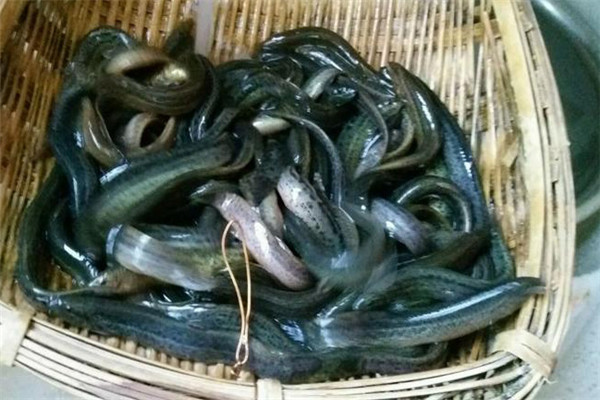 泥鰍的庭院養殖技術