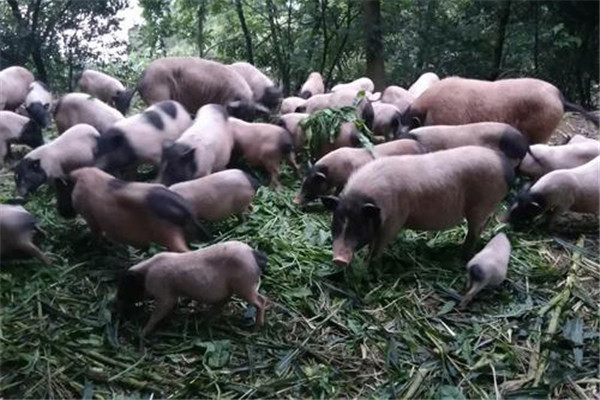 小香豬飼養管理的五個要點