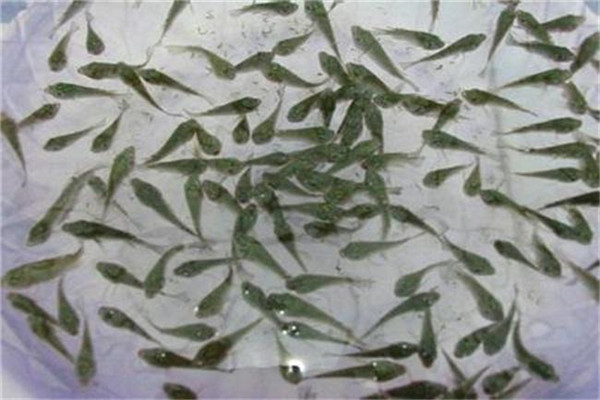 魚苗的放養方法