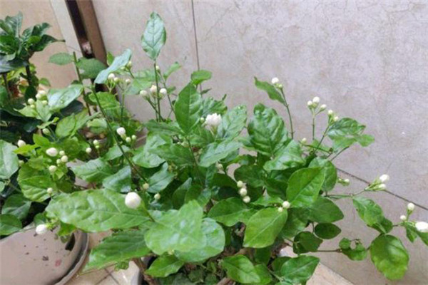 茉莉花的養護要點 溫度光照水分和肥料如何管理