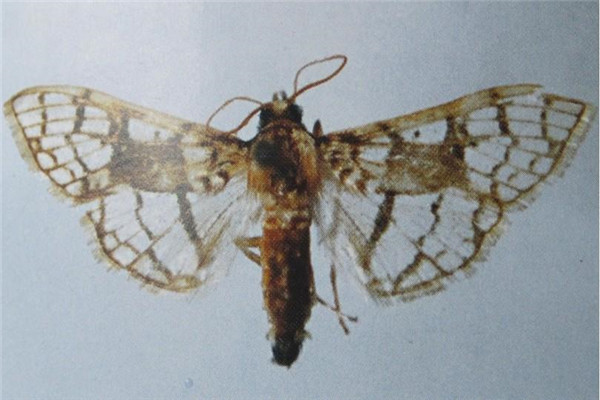 楸樹楸梢螟的發生特點