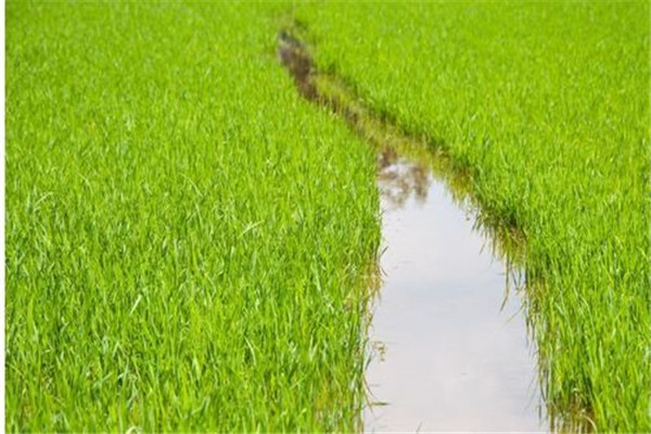 水稻前期、中期和后期的濕潤灌溉技術