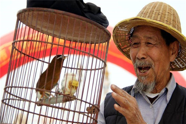 籠養鳥的沙浴