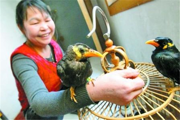 怎樣保持籠養鳥的清潔衛生