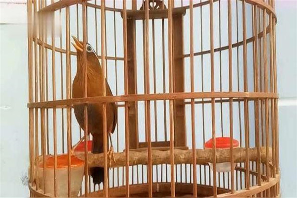 怎樣飼養雛畫眉鳥