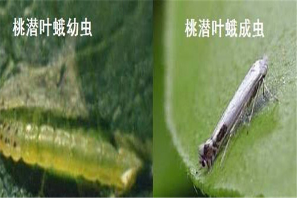 桃樹潛葉蛾的危害及發生規律