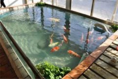 魚池養錦鯉要注意什么？