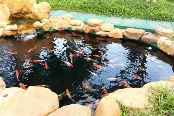 魚池養錦鯉其他要注意的問題